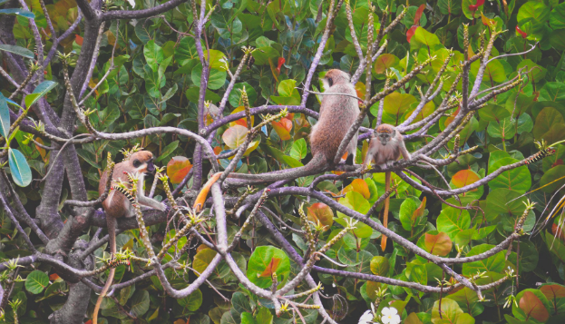 A photorealistic image of a live steelpan band performing on the beach in Barbados during a beach event. The musicians are playing with passion and energy, and the sound of the music is filling the air. The crowd is dancing and clapping along, and the scene conveys a sense of celebration and joy. The lighting is bright and cheerful, highlighting the vibrant colors of the music and dance. Style: Music and dance photography with a focus on capturing the energy and emotion of live performance. Technical specs: 4K resolution, dynamic composition, vibrant color palette.